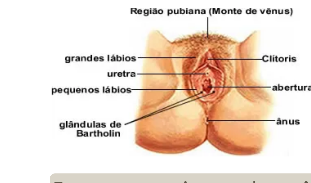 Diagrama anatômico - referência das regiões